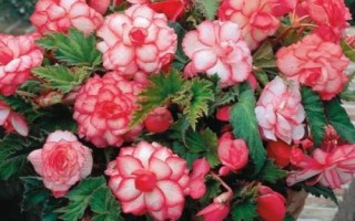 秋海棠几月份开花,花期一般在7月份