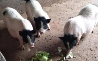 养10只香猪的年利润,减去成本后一年可获利2万元左右