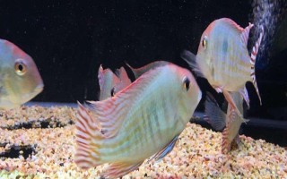热带鱼能活多久,品种不同寿命长短不同