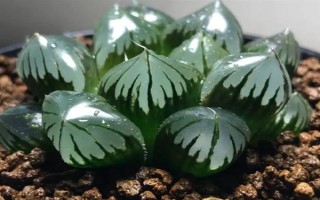 玉露干瘪了如何恢复，适宜的生长温度为20-28度