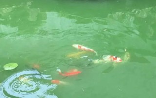 鱼塘水变成绿色如何解决,青苔过多可撒施生石灰等物质