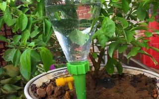 花椒树为什么落叶，过度浇水、养分不足、发生虫害等原因均会导致