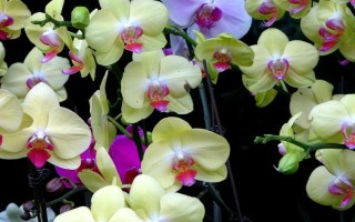 蝴蝶兰怎么繁殖，分株繁殖、花梗催芽繁殖