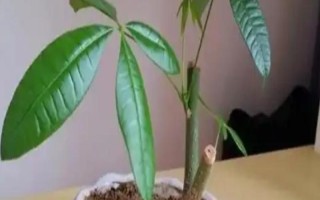 锯掉根的发财树能不能重新生根，其它部位的问题不严重可重新长根