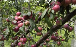 李子疏花疏果的方法，通常要疏掉三分之一的花量