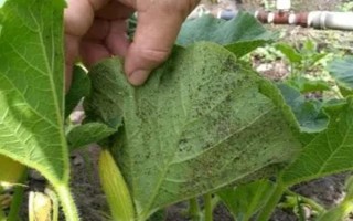 棚室更茬换季要注意什么，为图省事将残株杂草翻入地中容易引发病虫害