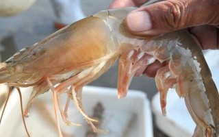 吃虾线的害处，长期食用可能发生铅中毒