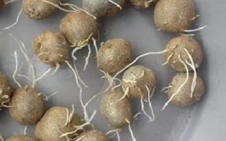 山药豆如何种植，按照15厘米的距离播种