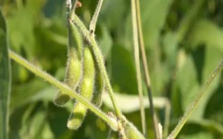 九农43B大豆种子简介，出苗至成熟平均122天