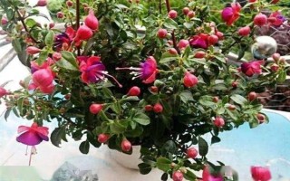 让倒挂金钟过冬的方法，将室温维持在8℃以上