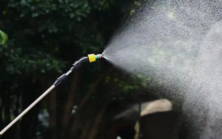 滴水观音不发芽如何处理，每天提供6小时左右的散射光可促进萌芽生长