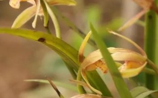 兰花叶尖发黑如何处理，可采取遮光、喷水等措施