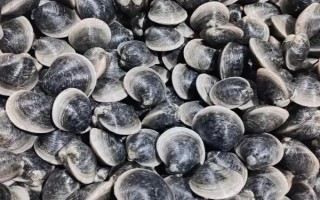 花甲的品种,常见的有花蛤、毛蛤、文蛤等