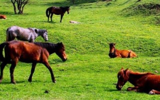 关中马的养殖要点，需选择颈部细长、肌肉丰满的种马作为养殖对象