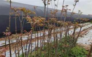 香椿的播种方式，未出苗前需严格控制浇水