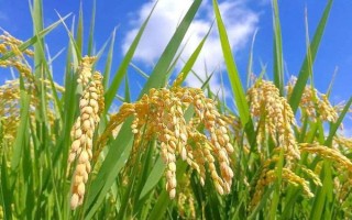 新丰2号水稻种子特征特性，每亩栽插1.7万穴左右