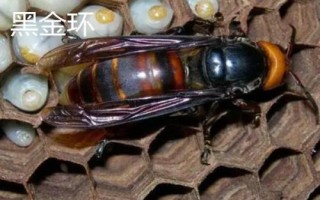 金环胡蜂简介，常被称作“虎头蜂”