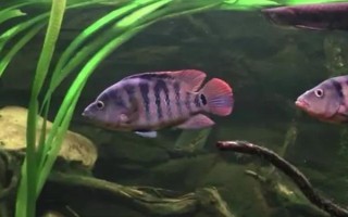 八线火口鱼好不好养,饲养难度不大