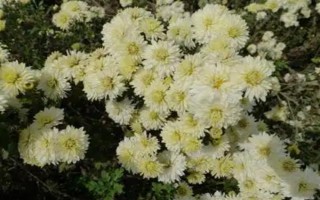 安徽省亳州市的特产，有苏赵梨、苔干菜等