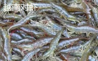 越南对虾是淡水虾吗,不是淡水虾而是海水虾