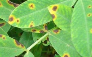 怎么防治花生青枯病，要进行水旱轮作、发现病株需拔除并烧毁