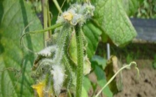 黄瓜烂尖如何处理，烂尖初期可喷洒调节剂