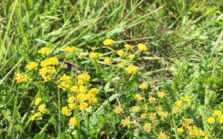黑柴胡是什么植物，是多年生草本植物