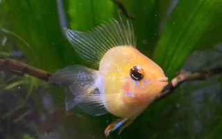 金波子是什么鱼，是荷兰凤凰的变种