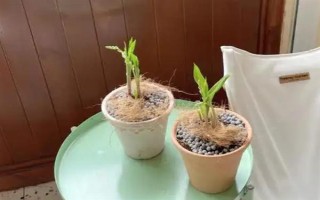 为什么铃兰不开花，可能是花土过湿或阳光不足所致