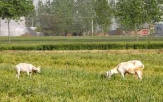 小麦越冬期间为什么会死苗，可能是气候差、品种不耐寒等原因造成