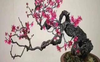 冬天梅花的养殖禁忌，冬天需确保6-7小时的光照时间