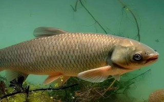 水库草鱼一年能长多少斤，一年的时间可以长到3斤以上