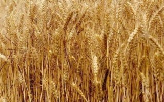 冀麦958小麦种子特征特性,适宜播种期10月1日―20日