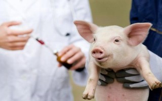 猪针头断在肉里如何处理，需要做永远标识