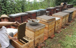 蜜蜂如何养殖，了解蜜蜂的生活习性是前提