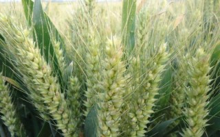 光泰68小麦品种简介,适宜播种期10月上中旬