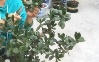 怎么让燕子掌开花，关键是要养在光照充足且温暖的地方