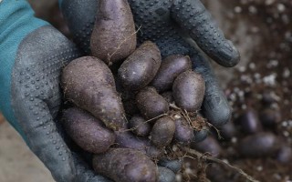紫土豆的种植前景，营养丰富且用途多