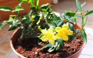 金钩吻的花期在几月，花期在9-10月份