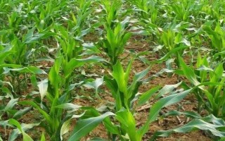 兴民3388玉米种子特点,亩适宜密度4000株左右