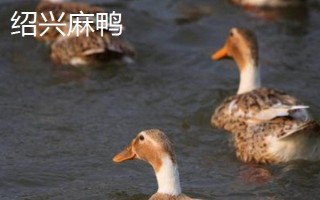 麻鸭和一般鸭子的区别，外观特征不同