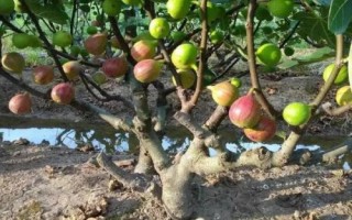 栽培无花果的要点，幼苗期要做好摘心打顶工作