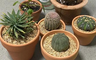 仙人球的浇水间隔，夏季每隔1-2周浇一次