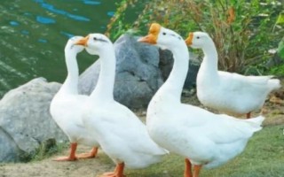 鹅以什么为食，食物包括玉米、小麦、包菜、小鱼虾等种类