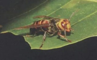 金环胡蜂简介，常被称作“虎头蜂”