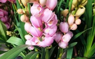 大花蕙兰怎么养殖，初秋至初冬要多晒光