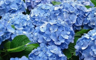 绣球花如何养护，适宜的生长温度是18-28℃