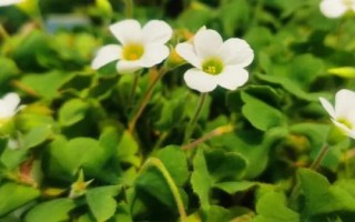 白花酢浆草简介,因花色呈白色而得名