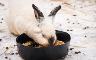 预防兔子感冒的方法，在兔舍中放置毛毯可供兔子御寒