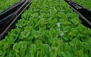 无公害蔬菜允许使用的肥料种类，首选农家肥